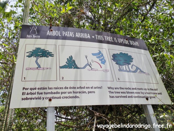 Arbol Patas Arriba - Sendero Padre Nuestro - Parque Nacional del Este
